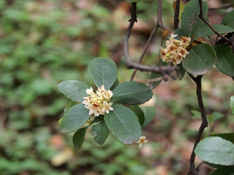 13车轮梅 九成叶色